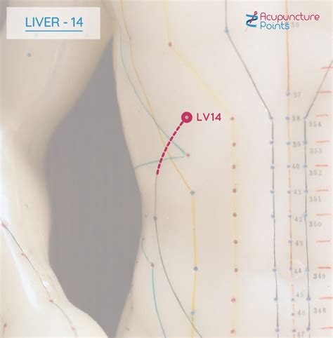 lv 14 acupuncture point|liver acupuncture points chart.